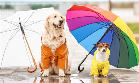 雨の日 犬の散歩 ～雨の日の散歩は犬にとってストレス解消になるのか？～