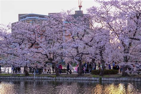 上野恩賜公園 駐車場 〜桜の季節に考える都市の緑と駐車場の未来〜