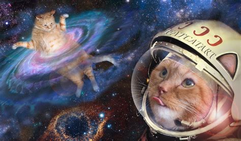 土浦 home's: なぜ猫は宇宙を支配するのか？